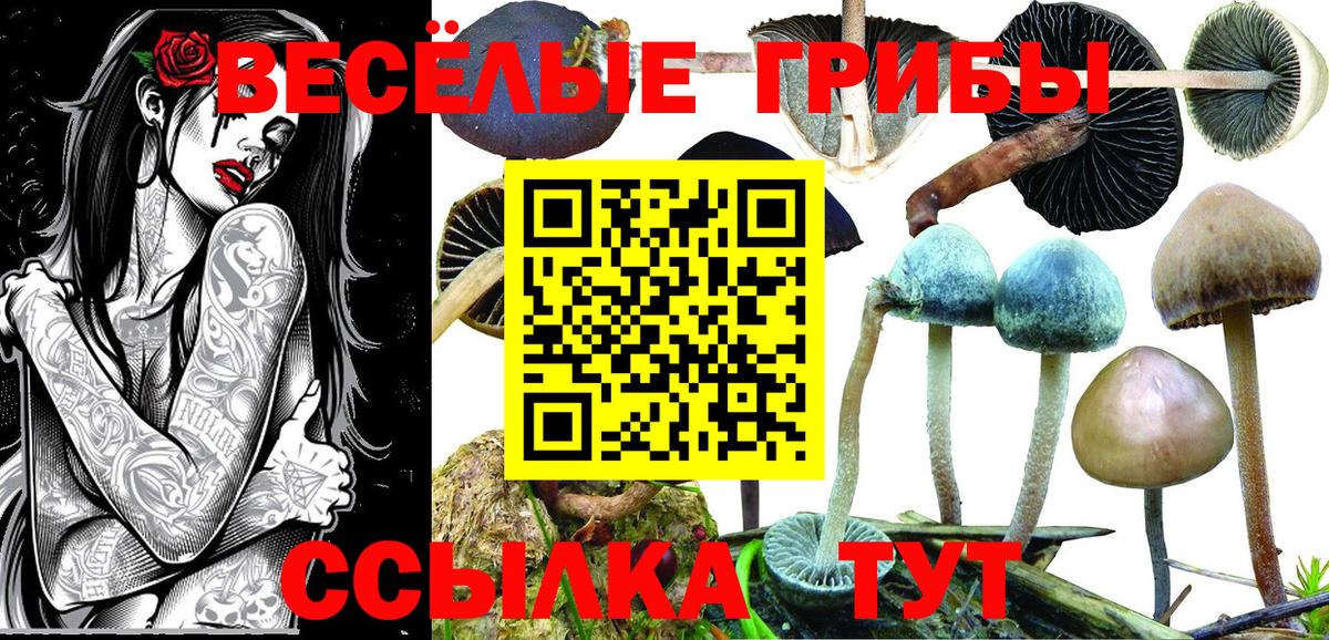 Псилоцибиновые грибы GOLDEN TEACHER Камышлов